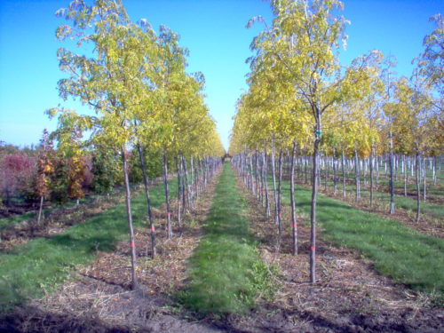 Skyline Honeylocust - Container | Breezy Hill Nursery - Main